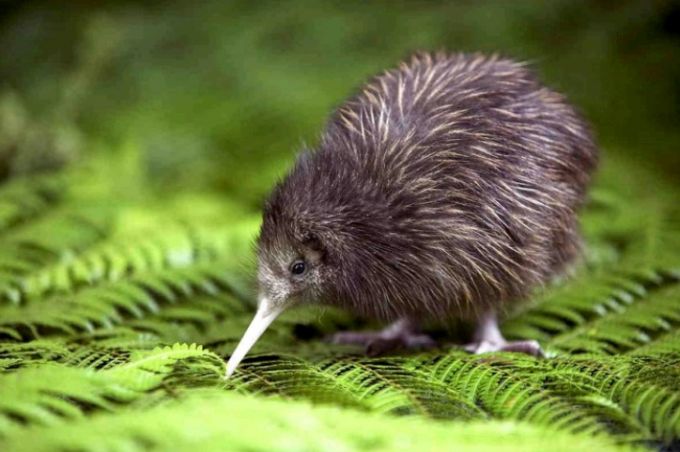 nieuw-zeeland-kiwi-vogel