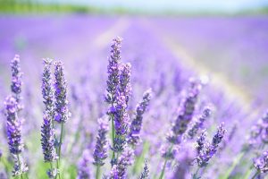 Lavendel-Provence