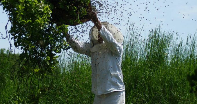 imker-bijen-ongeluk